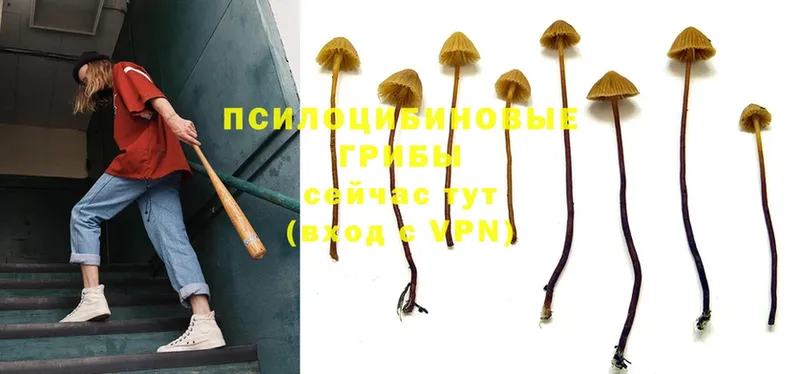 закладка  Палласовка  Галлюциногенные грибы Psilocybine cubensis 